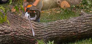 Best Storm Damage Tree Cleanup  in Dover, TN