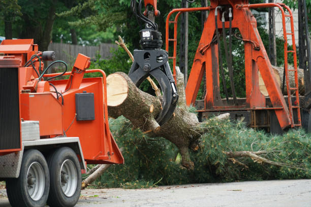 Best Leaf Removal  in Dover, TN