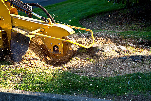 Best Stump Grinding and Removal  in Dover, TN