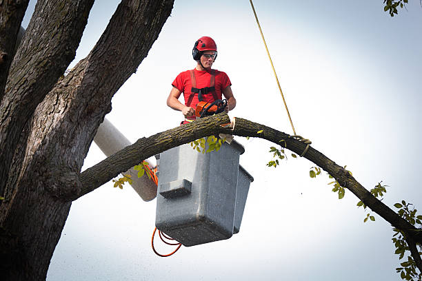 Best Tree Trimming and Pruning  in Dover, TN